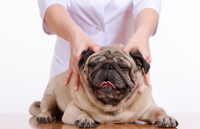 chiropractic care woofinwaggle